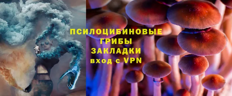 Псилоцибиновые грибы Cubensis  мориарти телеграм  Протвино 